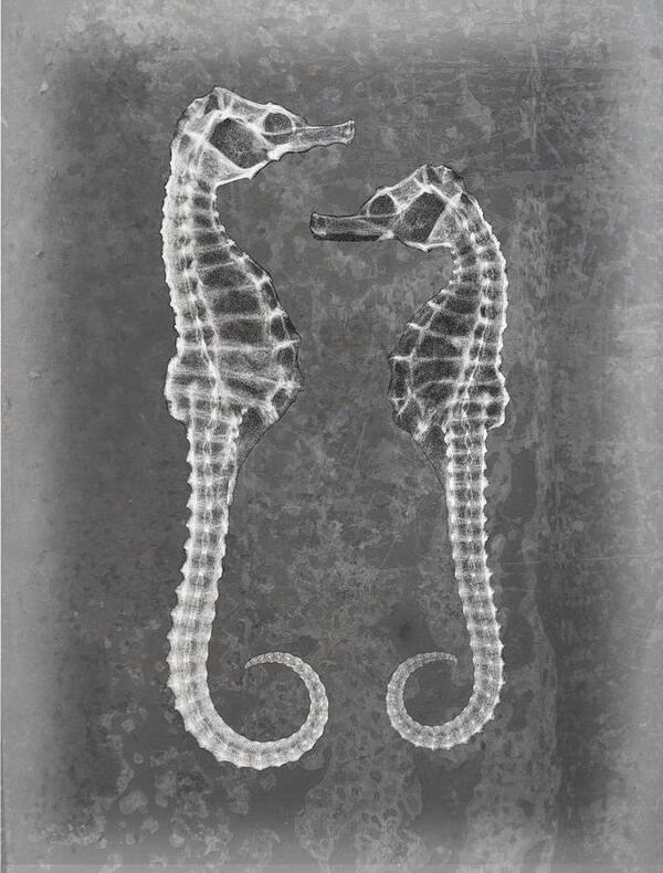 X-ray Art Art Print featuring the photograph Sea Horses X-ray Art by Roy Livingston