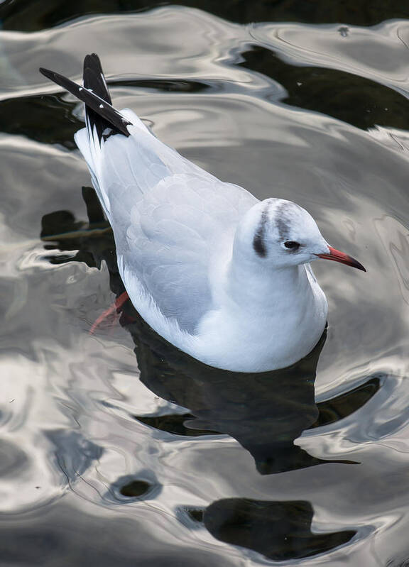 Seagull Art Print featuring the photograph Seagull And Water Reflections by Andreas Berthold