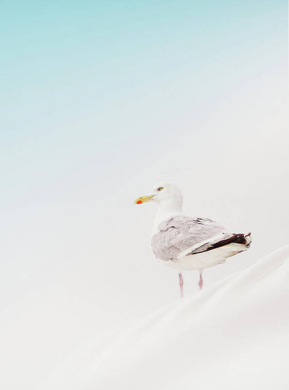 White Background Art Print featuring the photograph Seagull by Julia Davila-lampe