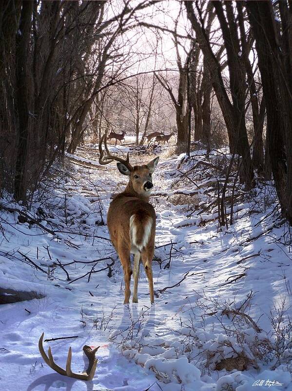Deer Art Print featuring the mixed media Shedding Time by Bill Stephens