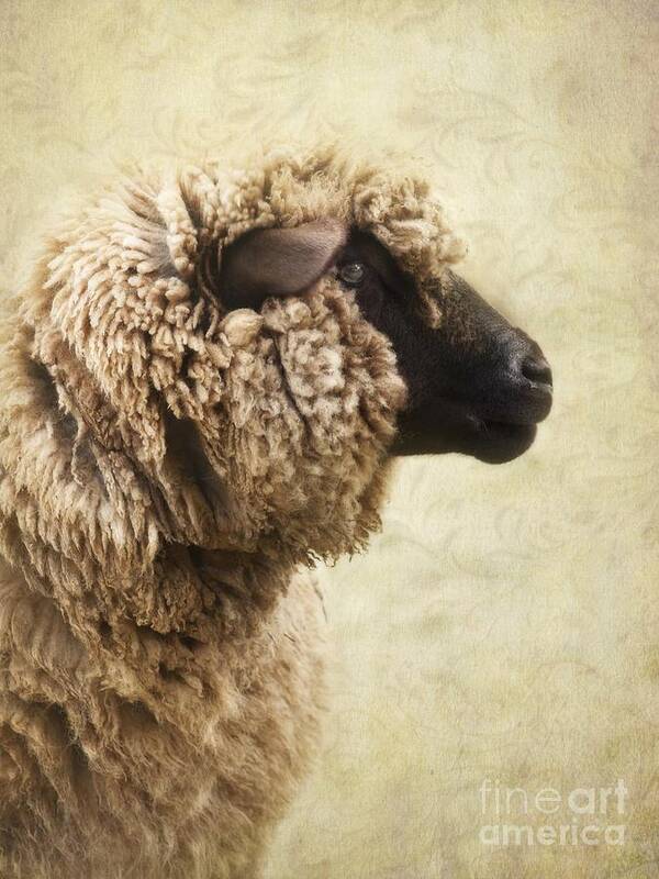 Sheep Art Print featuring the photograph Side Face Of A Sheep by Priska Wettstein