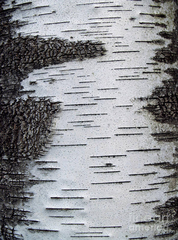 Silver Birch Bark Art Print By Anna Lisa Yoder