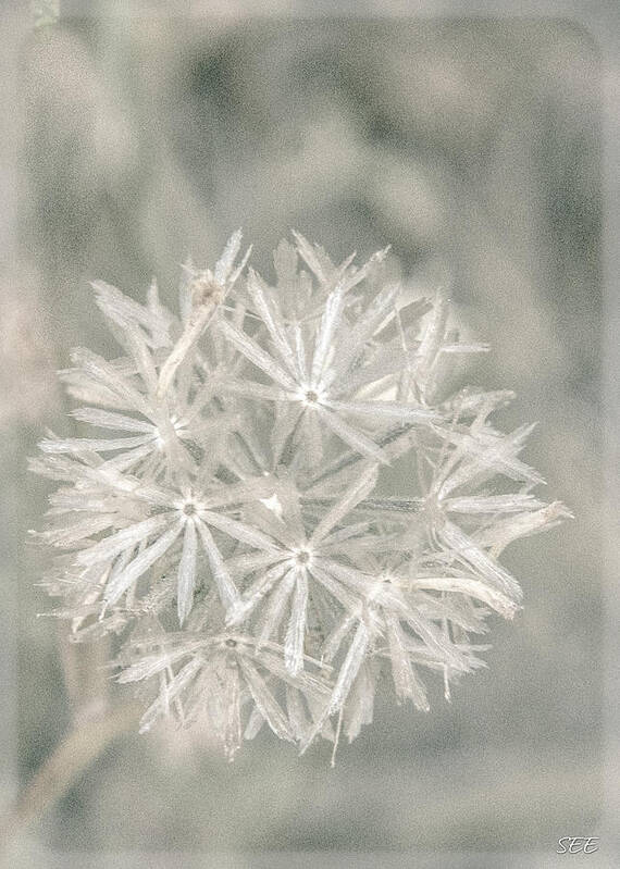 Asteraceae Art Print featuring the photograph Silver Puff by Susan Eileen Evans