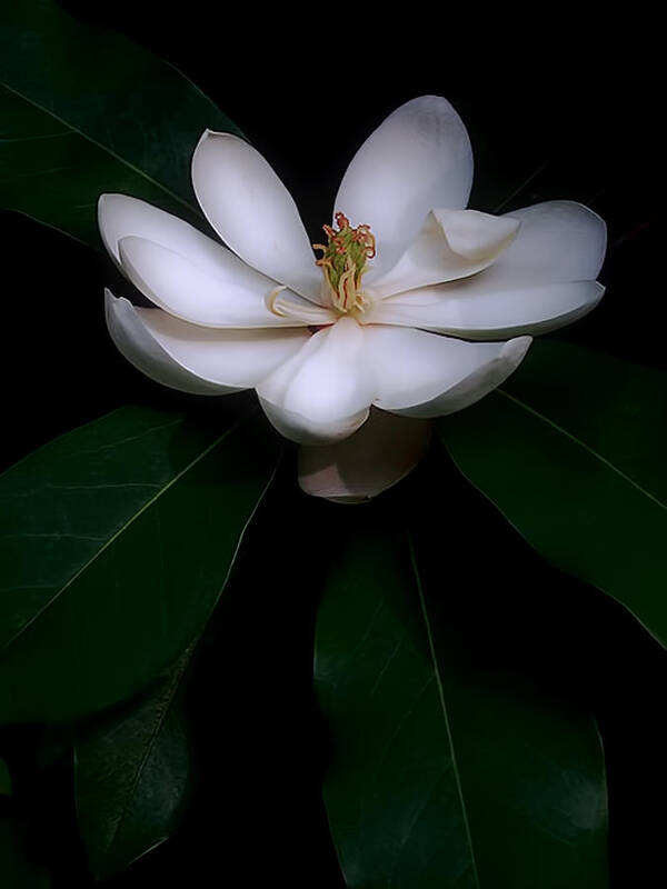 Flower Art Print featuring the photograph Sweet White Magnolia Bloom by Louise Kumpf