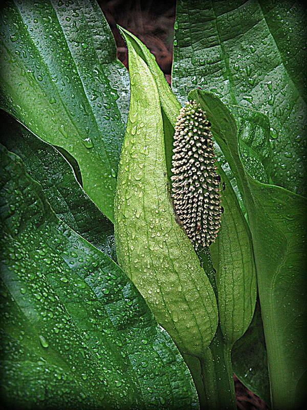 Skunk Cabbage Art Print featuring the photograph Skunk Beauty by Suzy Piatt