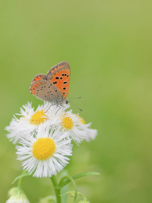 Insect Art Print featuring the photograph Small Copper Butterfly by Polotan