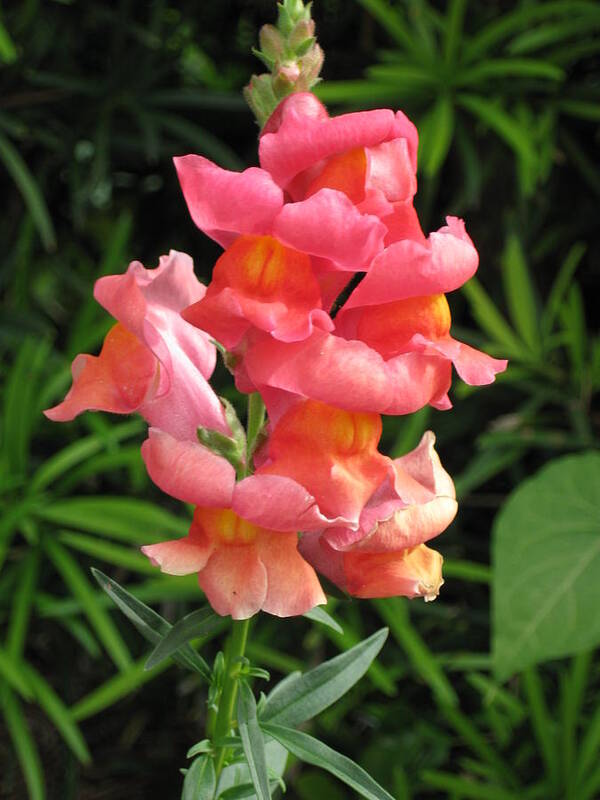 Cute Art Print featuring the photograph Snapdragon by Ron Monsour