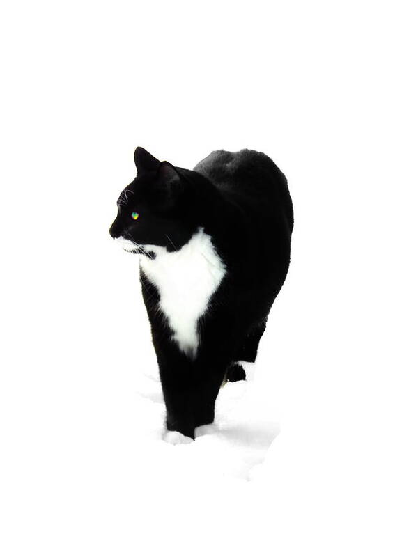 Black And White Cat Art Print featuring the photograph Snow Cat Three by Priscilla Batzell Expressionist Art Studio Gallery