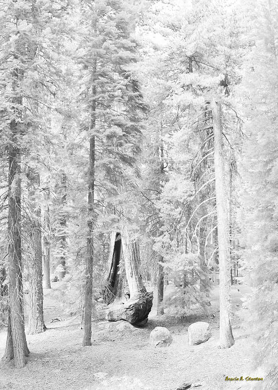 Sequoia Art Print featuring the photograph Snow impressions by Angela Stanton