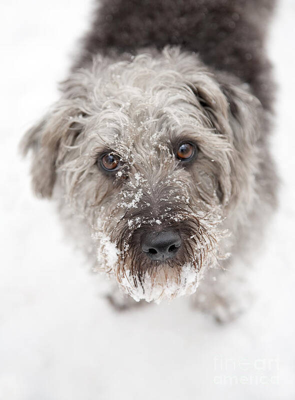 Pup Art Print featuring the photograph Snowy Faced Pup by Natalie Kinnear