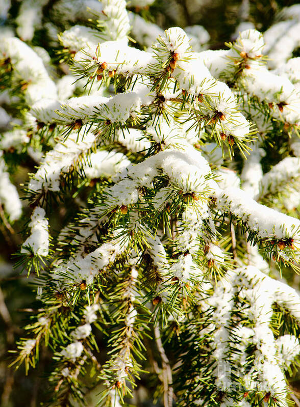 White Art Print featuring the photograph Snowy Pines by Donna Greene