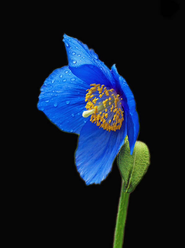 Blue Poppy Art Print featuring the photograph So Blue by Jerry Cahill