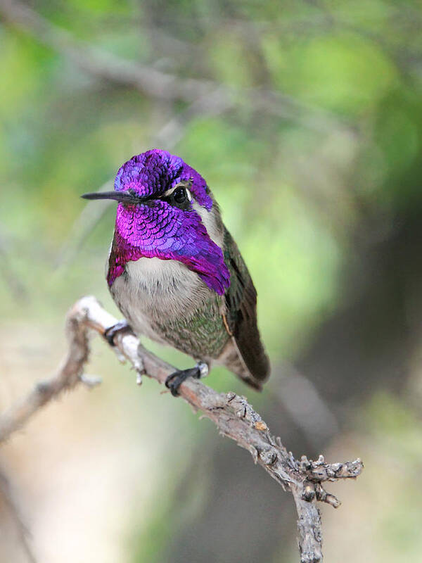 Costa's Hummingbird Art Print featuring the photograph Some Like It Hot by Theo OConnor