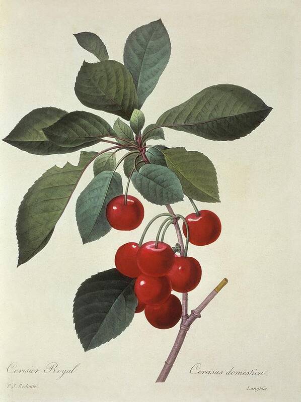 Illustration Art Print featuring the photograph Sour Cherries Prunus Cerasus by Natural History Museum, London/science Photo Library