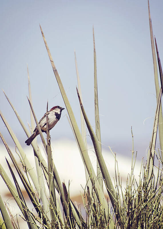 House Sparrow Art Print featuring the photograph Sparrow on the Yucca by Heather Applegate