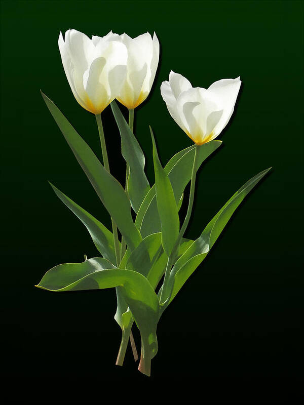 Tulip Art Print featuring the photograph Spring - Backlit White Tulips by Susan Savad