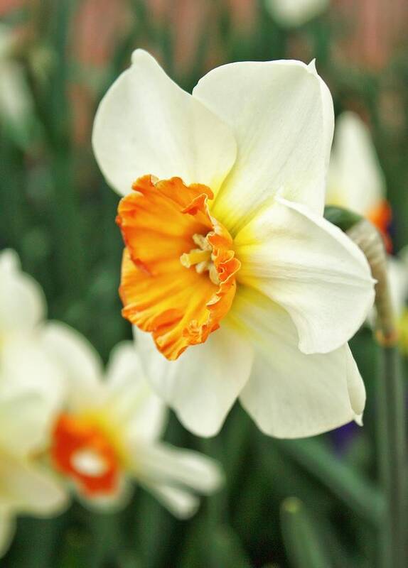 Daffodils Art Print featuring the photograph Spring Daffodil by Cathie Tyler