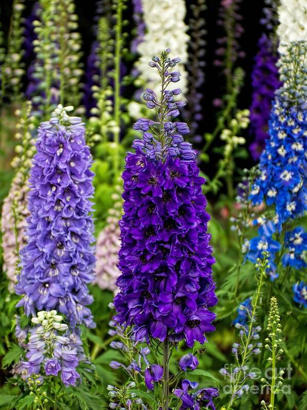 Delphinium Art Print featuring the photograph Stand Tall by Peggy Hughes