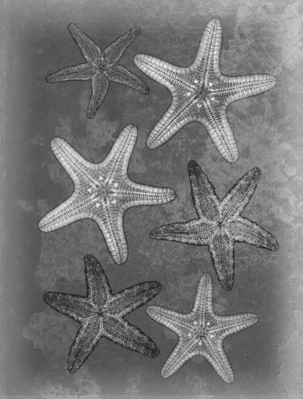 X-ray Art Art Print featuring the photograph Starfishes X-ray Art by Roy Livingston