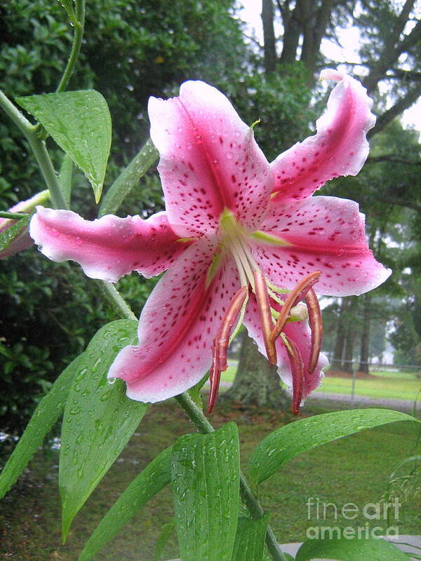 Lily Art Print featuring the photograph Stargazer Lily by Wendy Coulson