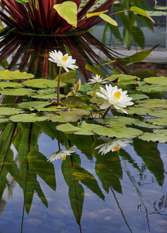 Water Lilies Art Print featuring the photograph Staring at the Sun by Theo O Connor