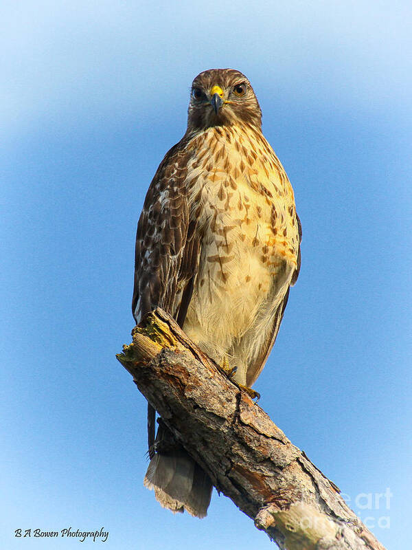 Red-shouldered Hawk Art Print featuring the photograph Stately Red-shouldered Hawk by Barbara Bowen