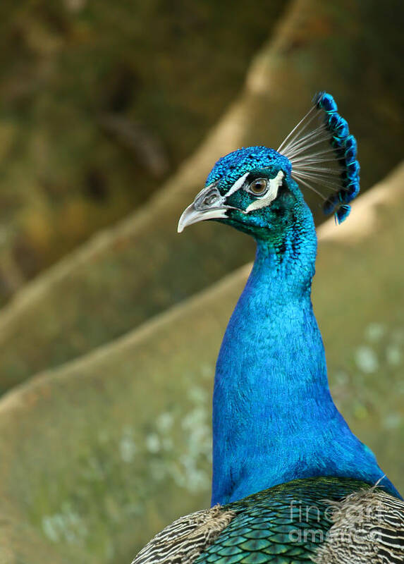 Animal Art Print featuring the photograph Stoic Peacock by Sabrina L Ryan