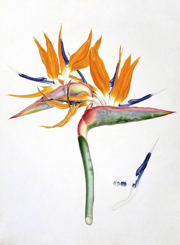 19th Century Art Print featuring the photograph Strelitzia Reginae Flowers by Natural History Museum, London