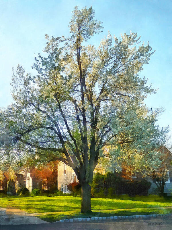 Flowering Tree Art Print featuring the photograph Suburbs - Late Afternoon in Spring by Susan Savad