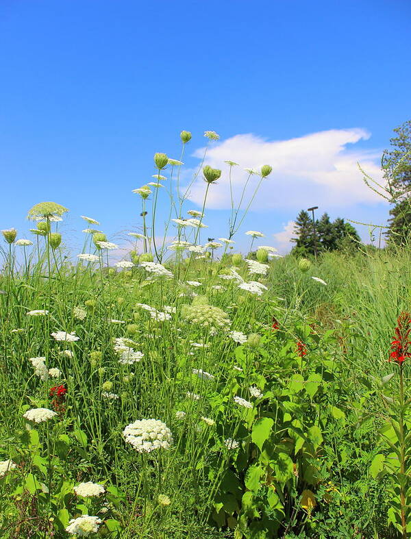 Views Art Print featuring the photograph Summer Wildflowers by Kume Bryant