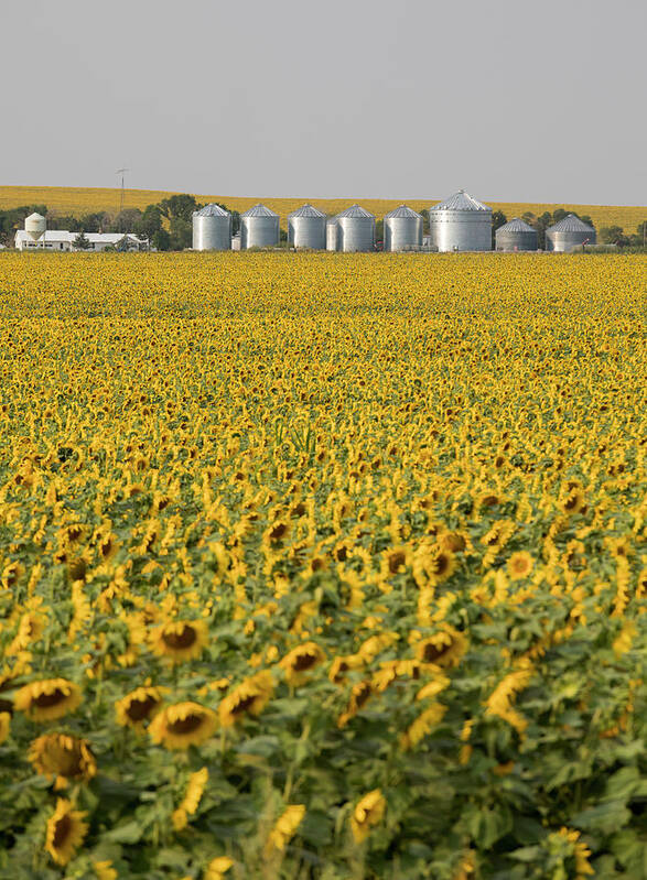 Nobody Art Print featuring the photograph Sunflower Field by Jim West/science Photo Library