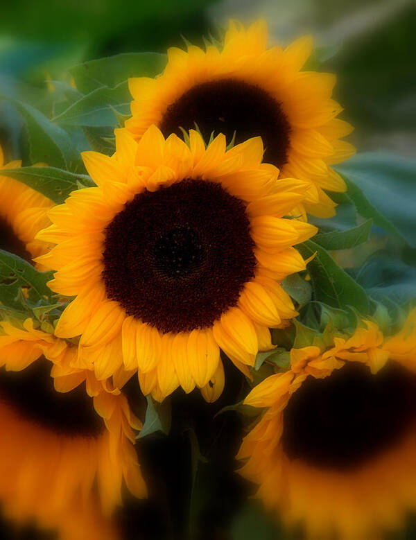 Floral. Flowers Art Print featuring the photograph Sunflowers by Caroline Stella