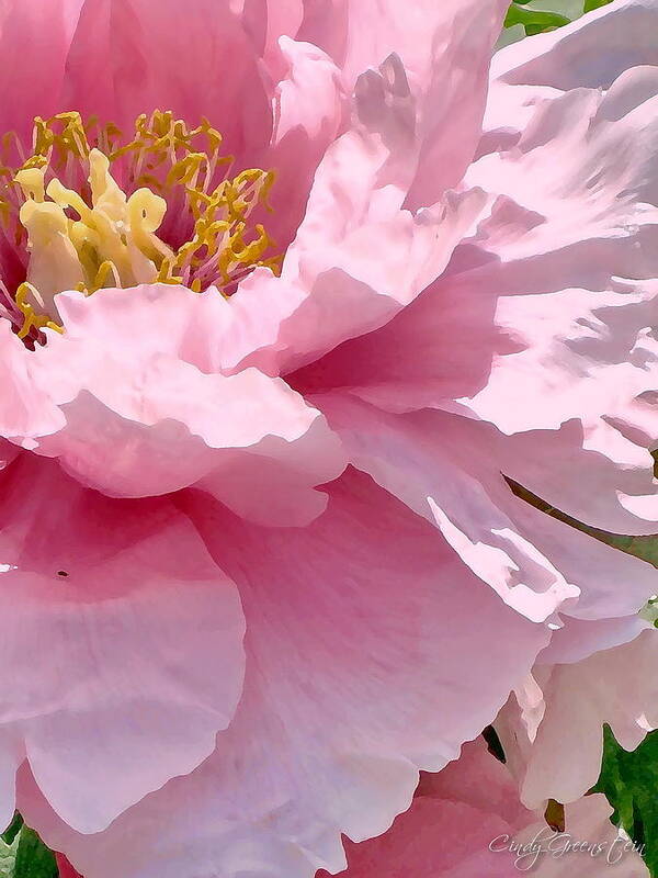 Pink Art Print featuring the photograph Sunkissed Peonies 1 by Cindy Greenstein