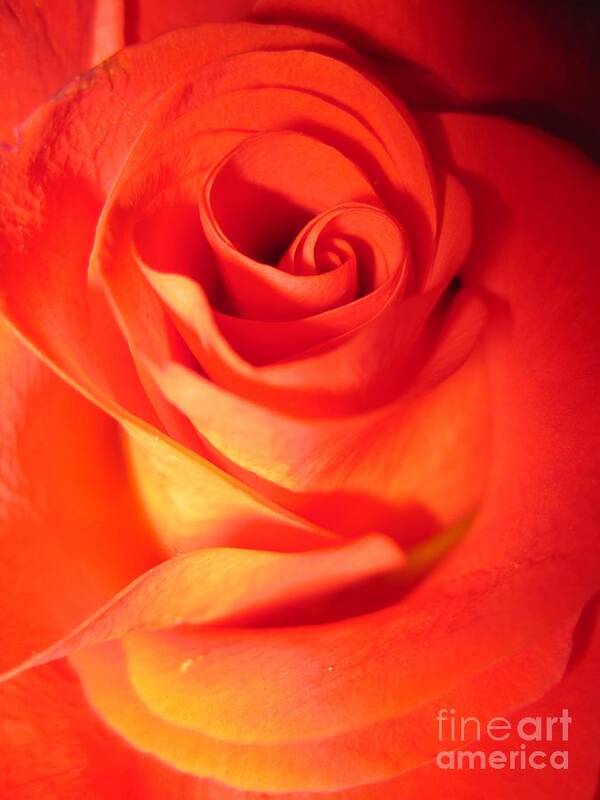 Floral Art Print featuring the photograph Sunkissed Orange Rose 10 by Tara Shalton