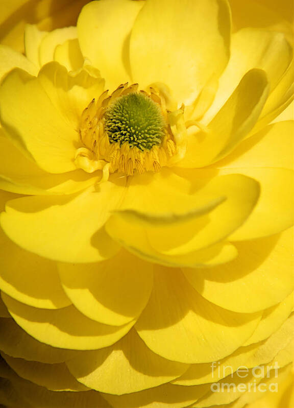 Sunny Art Print featuring the photograph Sunny Yellow Ranunculus Flower by Sharon Woerner