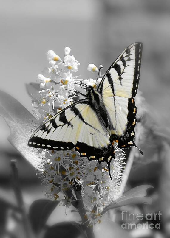subtle Color Art Print featuring the photograph Swallowtail Butterfly by Sharon Woerner