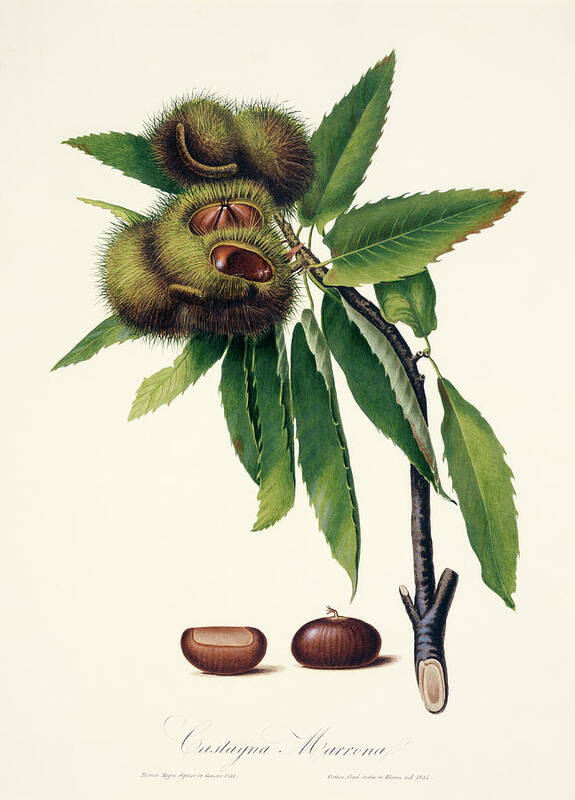 Sweet Chestnut Art Print featuring the photograph Sweet Chestnut by Natural History Museum, London