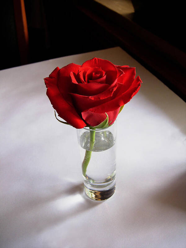 Rose Art Print featuring the photograph Table Rose by Joe Ownbey