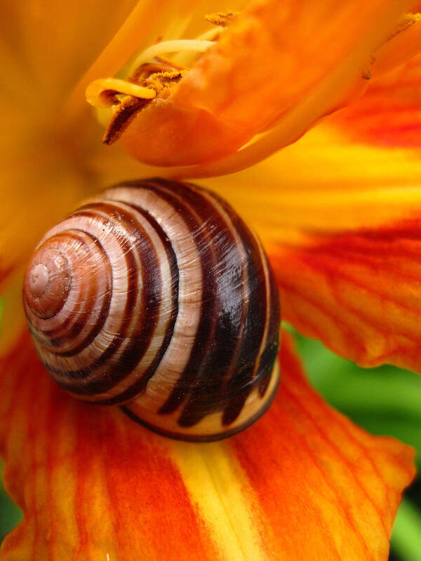 Snail Art Print featuring the photograph Taking a break by Mary Bedy