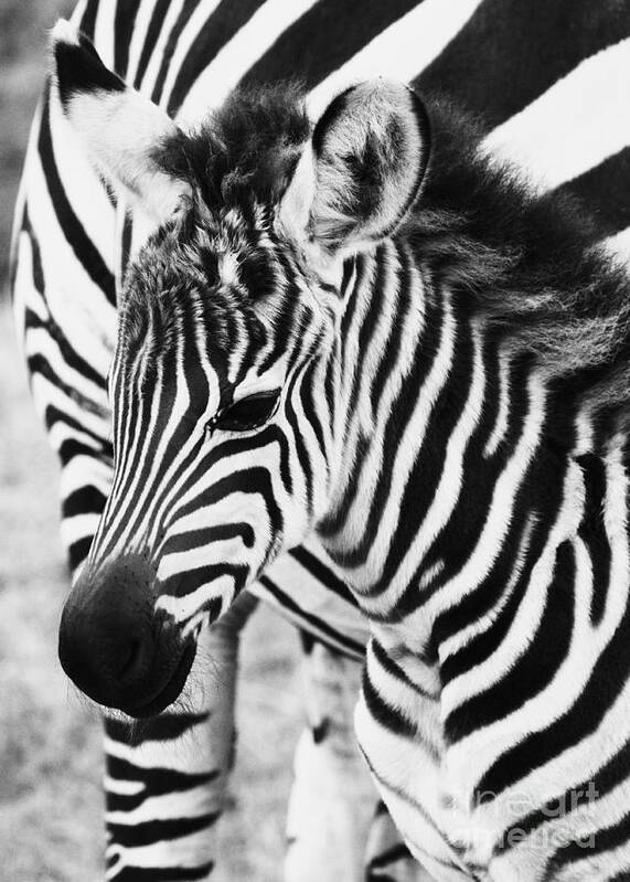 Zebra Art Print featuring the photograph Tanzania Zebra Foal by Chris Scroggins