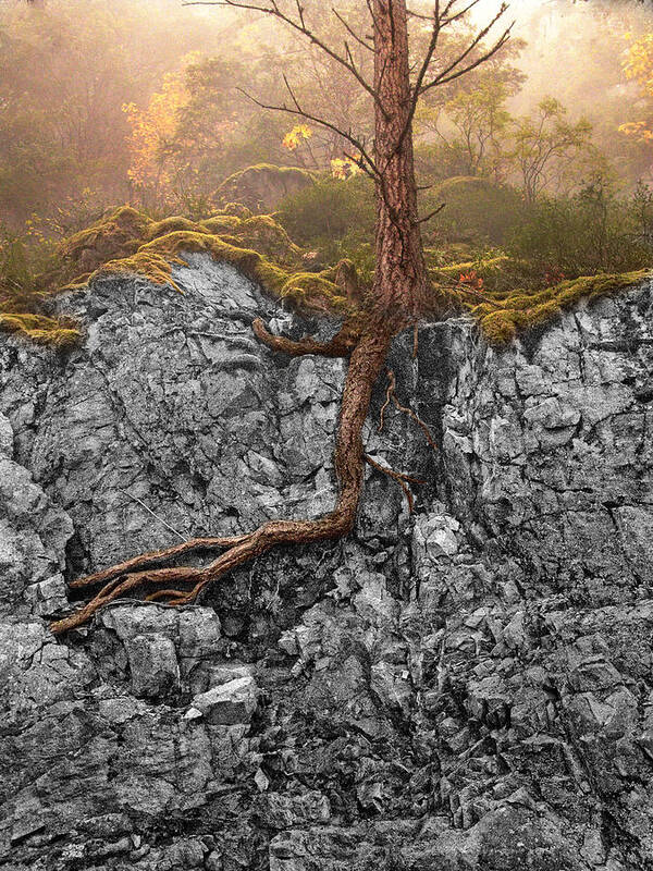 Tree Art Print featuring the photograph Taproot by Mary Jo Allen