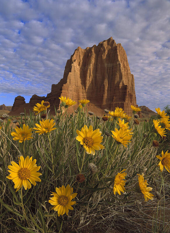 Feb0514 Art Print featuring the photograph Temple Of The Sun With Sunflowers by Tim Fitzharris
