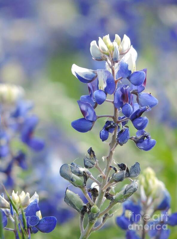 Texas Bluebonnets Art Print featuring the photograph Texas Bluebonnets 04 by Robert ONeil