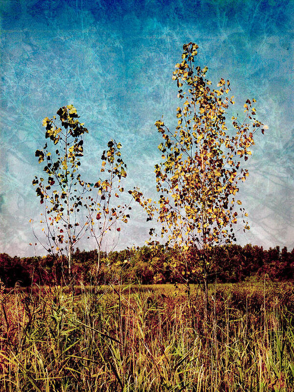 Trees Art Print featuring the photograph Textural Trees by Shawna Rowe