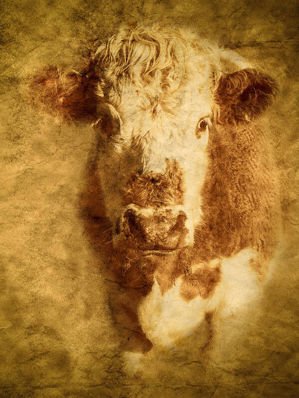 Art Art Print featuring the photograph Textured Hereford Cow by Mark Llewellyn