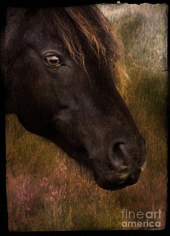 Pony Art Print featuring the photograph that Wild Look by Ang El