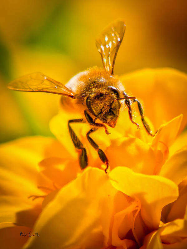 Bees Art Print featuring the photograph The Bee gets its pollen by Bob Orsillo