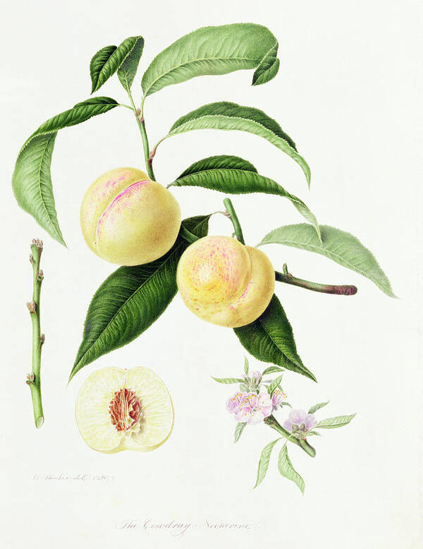 Fruit; Nectarines; Seed; Cross-section; Blossom; Branch; Leaves; Botanical Illustration Art Print featuring the painting The Conudray Nectarine by William Hooker
