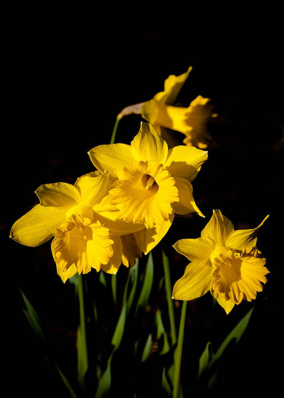 Daffodils Art Print featuring the photograph The Daffodils by David Patterson