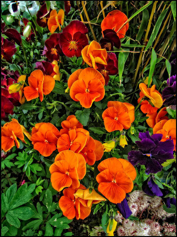 Floral Wall Art Art Print featuring the photograph Fall Pansies by Thom Zehrfeld